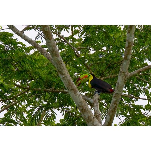 Norring, Tom 아티스트의 Belize-Central America-Keel-billed toucan작품입니다.